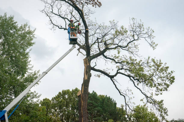 Best Utility Line Clearance  in Midtown, TN