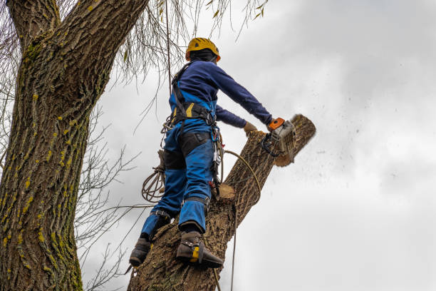 Best Root Management and Removal  in Midtown, TN